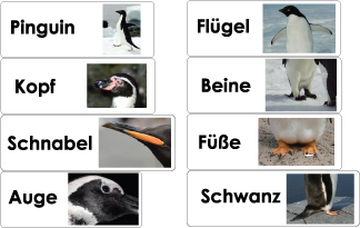 Pinguine Wörterkarten